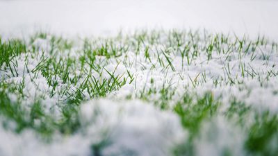 What is snow mold? Expert advice to prevent and treat a winter lawn issue that could be hiding out of view