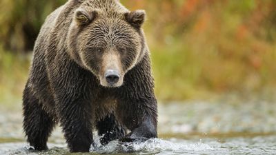 Frightening POV video shows bear barrelling towards researchers at National Park