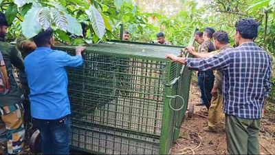 Efforts to capture man-eater at Koodallur in Wayanad yet to yield results