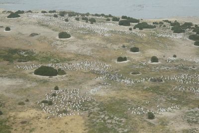 Floods and environmental flows a boon for south-east Australia’s waterbirds, survey shows