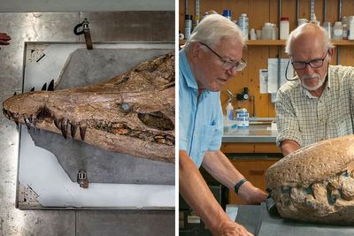 Men Discover Prehistoric “Underwater T. Rex” Pliosaur While On A Stroll Along English Beach