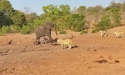 Mother elephant becomes frantic trying to save its twins from lions