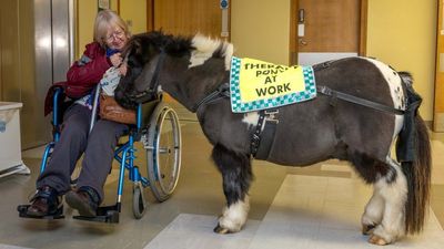 Equine Therapy: PONIES Offer Stress Relief And Mental Health Boost To Hospital Patients