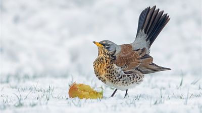 SINWP Bird Photographer of the Year unveils stunning wildlife winners