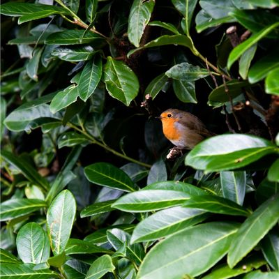 The 8 best hedging plants, for anyone who wants to steer clear of box hedge