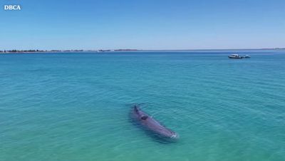 Swimmers touch sperm whale 'perilously' close to Australian beach in Perth