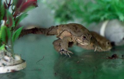 Endangered species list grows by 2,000. Climate change is part of the problem