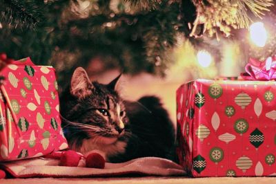 Pampered Pooches To Receive 27% More Gifts Than Cats This Holiday Season