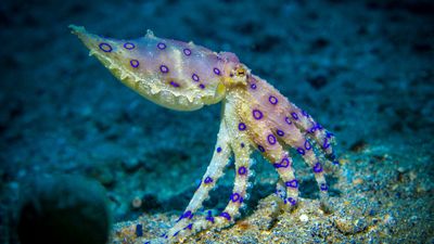 Blue-ringed octopus, one of the most toxic animals on Earth, bites teen after hiding in shell