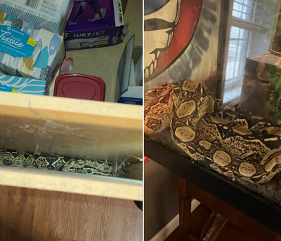 Six-foot-long snake rescued after being stuck in cabinet for 12 hours