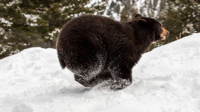 Sprinting bear nearly wipes out skiers at Tahoe resort