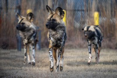 Six endangered African painted dog pups become newest additions to Oklahoma Zoo