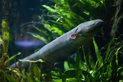 Electric eel zaps do more than just stun