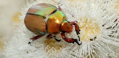 People worry Christmas beetles are disappearing. We're gathering citizen data to see the full picture