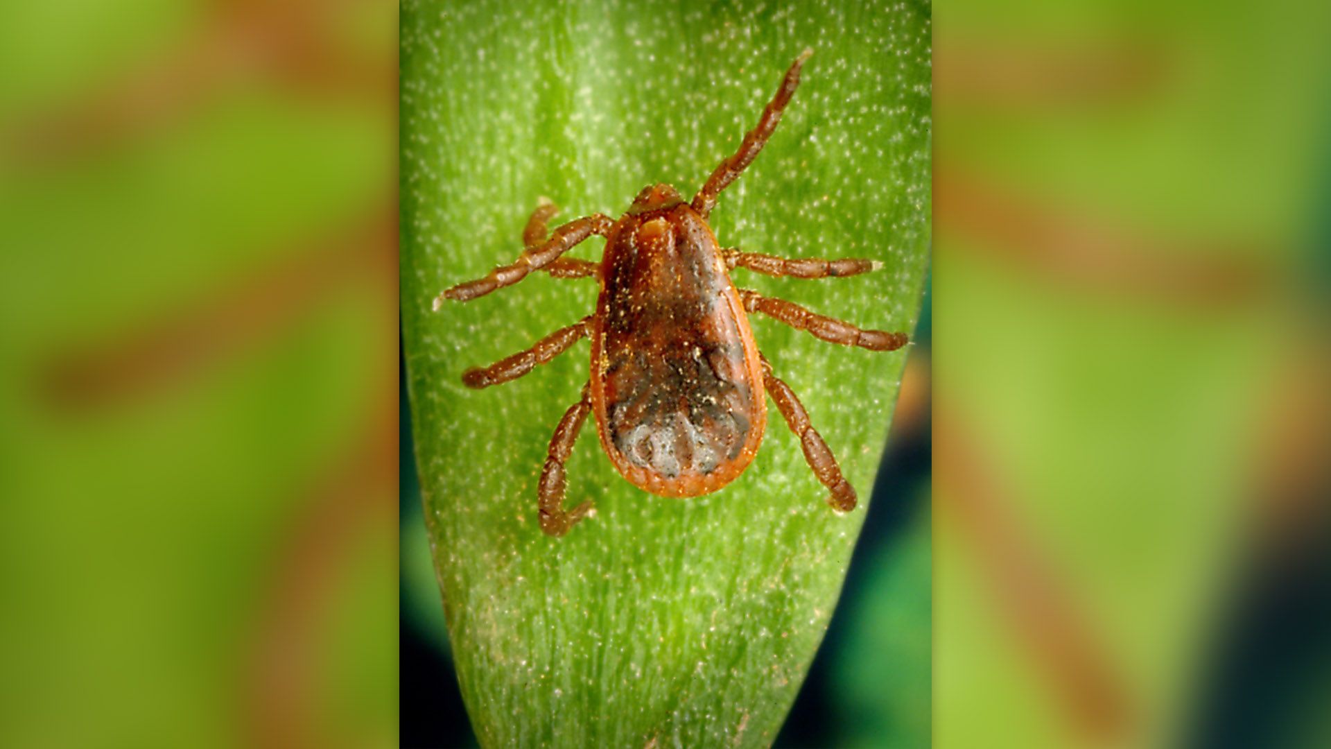 Deadly Rocky Mountain spotted fever seen in travelers…