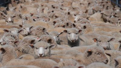 Lamb on the menu in up and down outlook for farmers