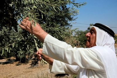 Jordan's Mission To Save Its Ancient Olive Trees
