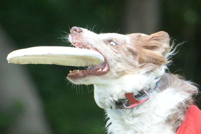 Frisbee-catching dog makes best play during Packers-Giants