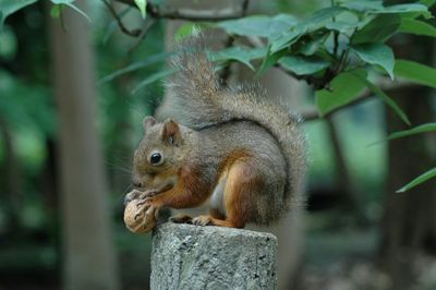 Japan Zoo Probes Possible Mass Squirrel Poisoning