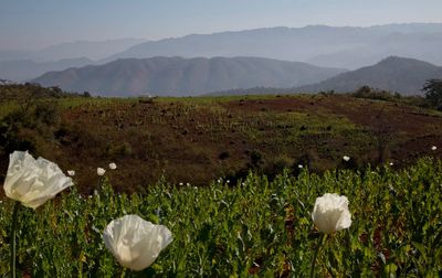 War-wracked Myanmar is now the world's top opium producer, surpassing Afghanistan, says UN agency