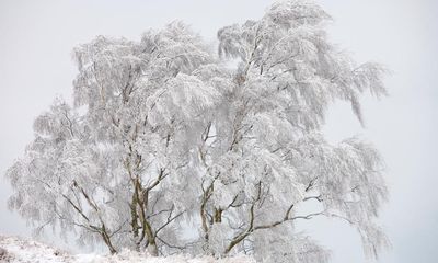 Country diary: Frost covers anything that can support its feathery weight