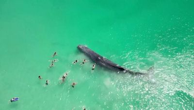 Stranded sperm whale filmed with swimmers in Australia dies