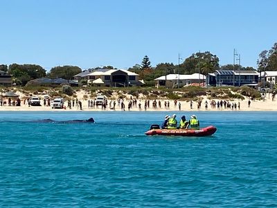 Whale dies days after video shows it being stroked by swimmers near beach