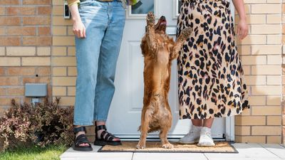 Patience, treats and this trainer’s three simple methods will put a stop to your dog jumping up at guests