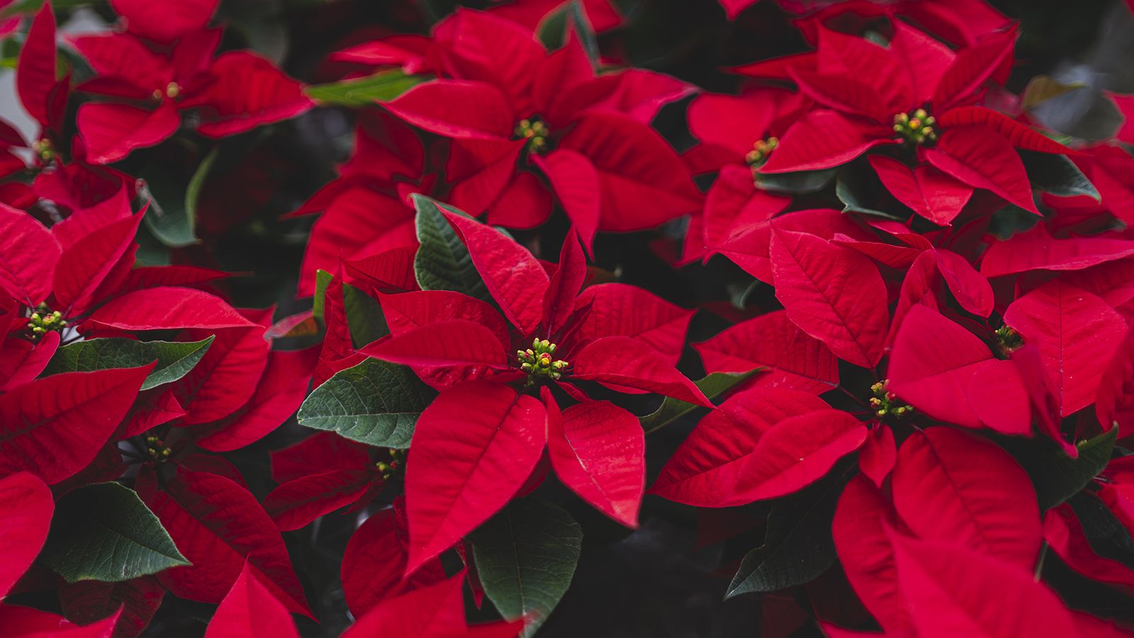 Learn how to propagate a poinsettia with our expert…