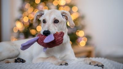 Trainers explain how you can keep your dog busy while you’re eating this holiday season