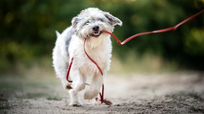 ​​This is how to use walks to boost your dog’s confidence, according to one trainer