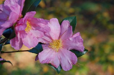 Camellias don't deserve their reputation as garden divas