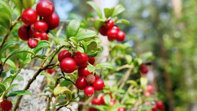 When, where, and how to plant cranberries to suit their unique preferences