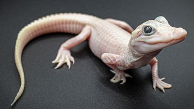 Pinky-white leucistic alligator with blue eyes born in Florida is 1 of only 8 in the world