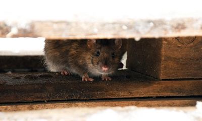 There are rats in my attic. Should I live and let live?