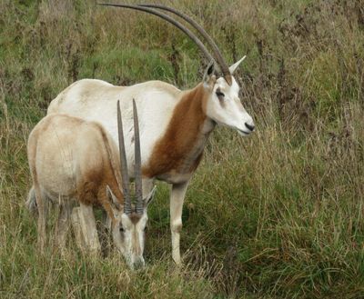 African Antelope Extinct In Wild Since 2000 Downgraded To Endangered After Successful Reintroduction