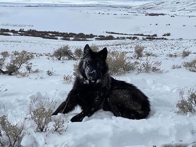 Colorado cattle industry sues over wolf reintroduction on the cusp of the animals' release