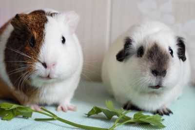 Man jailed for a year for filming himself torturing guinea pig
