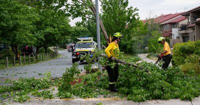 Extra household green waste collection for suburbs hardest hit by Friday's storm