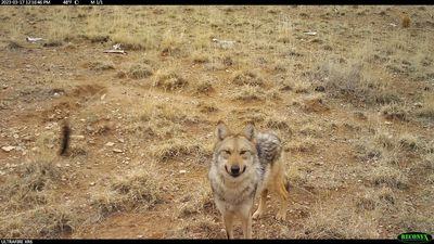 US wildlife managers capture wandering Mexican wolf, attempt dating game ahead of breeding season