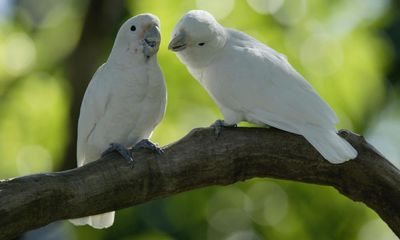 Food-dunking parrots reveal humans are not alone in preferring snacks soggy