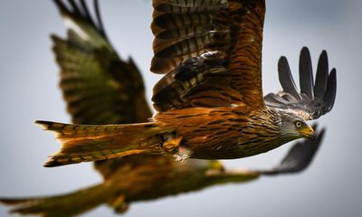 Birdwatch: seeing a red kite still makes my heart leap