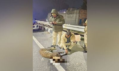 Delhi: 'Jaguar' cub found dead on National Highway-44 near Alipur