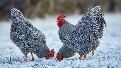 How to keep chickens warm in winter – experts weigh in on the dos and don'ts for your backyard birds