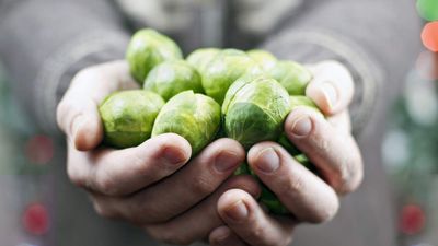 Can you grow Brussels sprouts from scraps? Yes, and it can actually be done in two ways