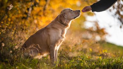 Train your dog to ignore distractions and come back to you with these three simple tips from an expert