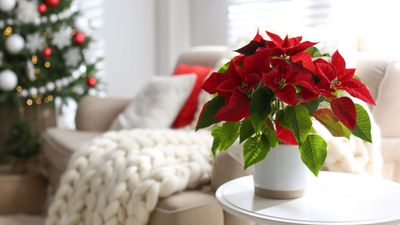 5 best houseplants to gift over the holidays