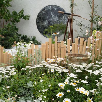 What is a moon garden? How to recreate the dreamy planting trend at home