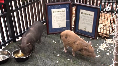‘Travis’ and ‘Taylor’ the Christmas pigs are saved from dinner plate fate
