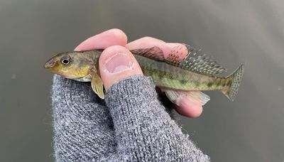 A chance to ponder a darter among other catches from the Fox River